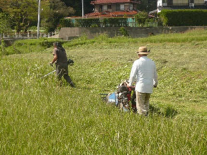 牧草の刈り取り1