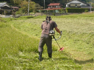 牧草の刈り取り1